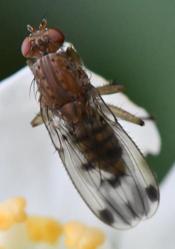 Réf. 315 121 : Suillia variegata